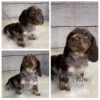 Rigby (F) 6 Weeks - Available