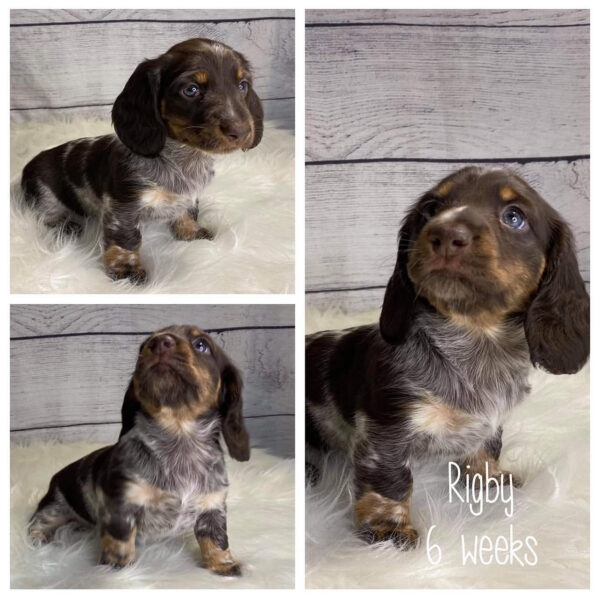 IMG_7832 Rigby (F) 6 Weeks - Available