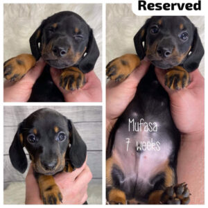 Mufasa (M) 7 Weeks - Reserved