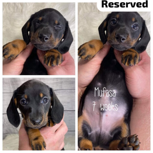 Mufasa (M) 7 Weeks - Reserved
