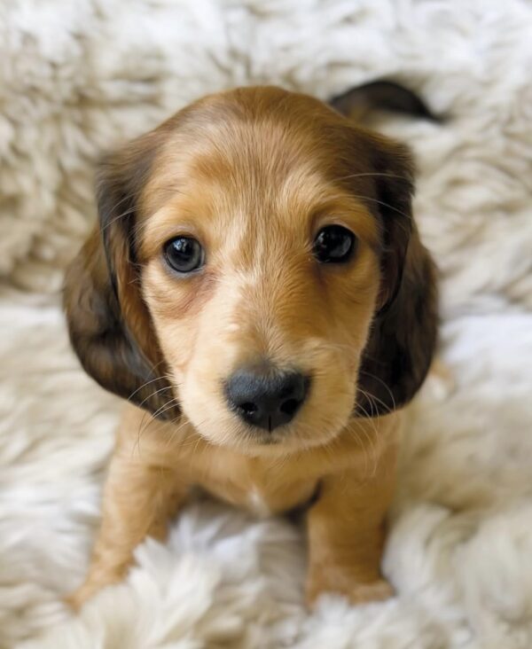 Screenshot Blueberry (female)