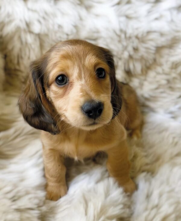 Screenshot Blueberry (female)