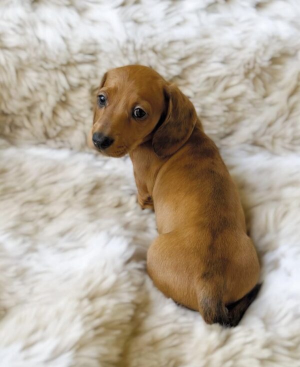 Screenshot Pear (male)