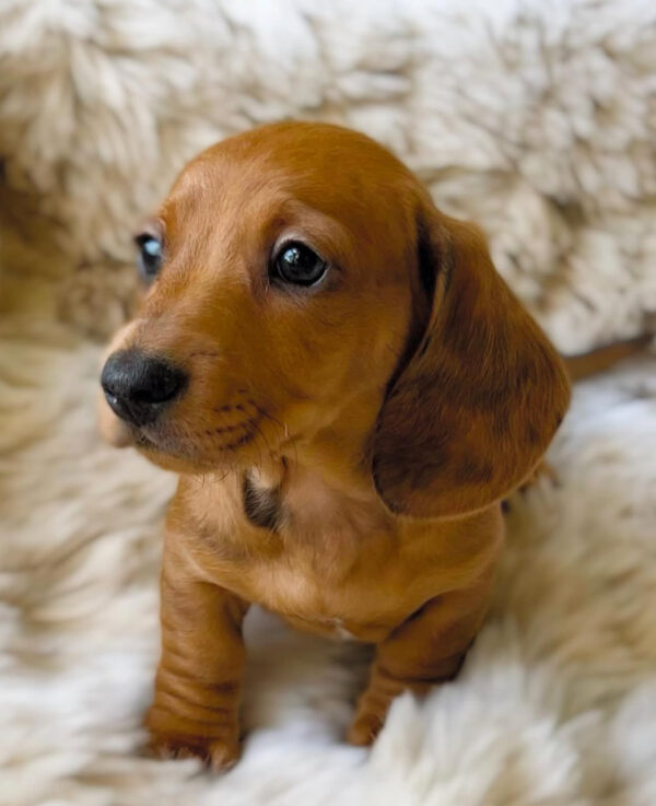 IMG_2091 Pear (male)