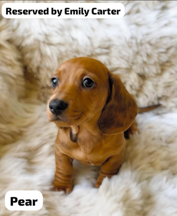 IMG_3346 Pear (male)