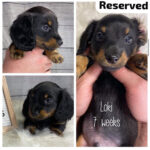 IMG_7864 Loki (M) 7 Weeks Reserved