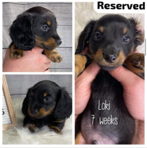Loki (M) 7 Weeks Reserved