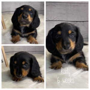 Rudy (M) 6 Weeks - Available