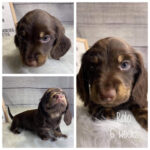 IMG_7833 Rolo (M) 6 Weeks - Available
