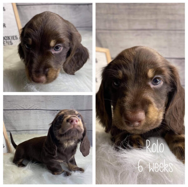 Rolo (M) 6 Weeks - Available