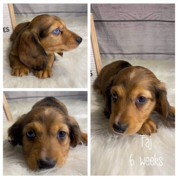 Taj (F) 6 Weeks -  Available