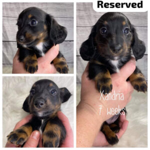 Xandria (F) 7 Weeks - Reserved