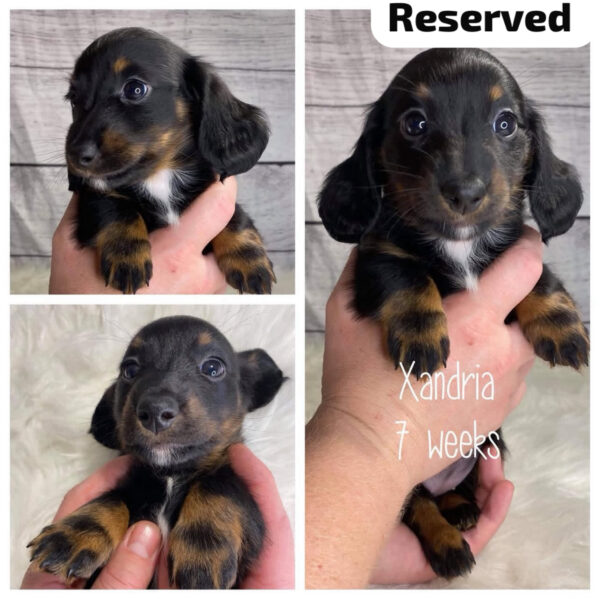 Xandria (F) 7 Weeks - Reserved