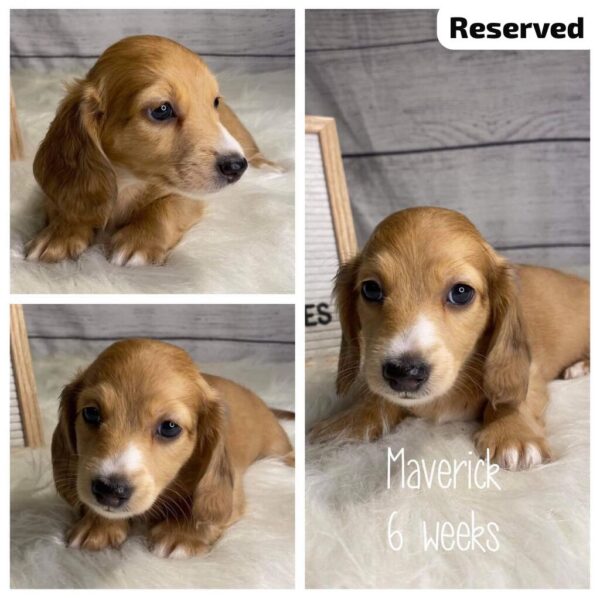 Maverick (M) 6 Weeks - Reserved