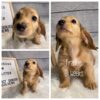 Frankie (F) 6 Weeks - Available