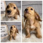 Frankie (F) 6 Weeks - Available