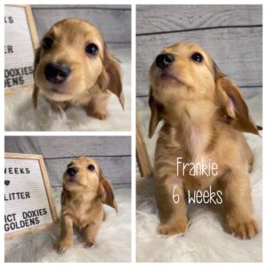 Frankie (F) 6 Weeks - Available