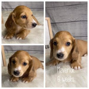 Maverick (M) 6 Weeks - Available