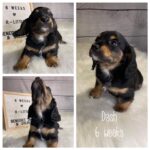 Dash (M) 6 Weeks - Available