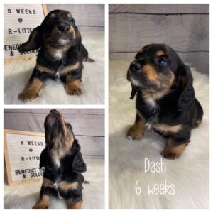 Dash (M) 6 Weeks - Available