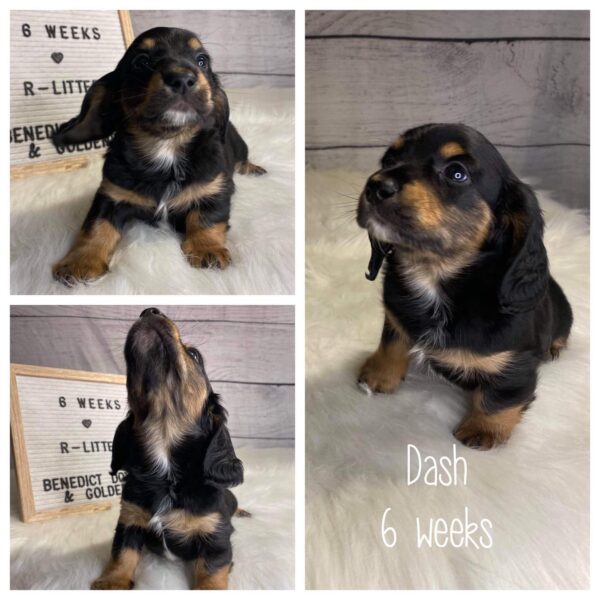 Dash (M) 6 Weeks - Available