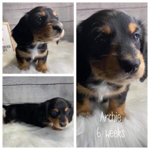 Archie (M) 6 Weeks - Available