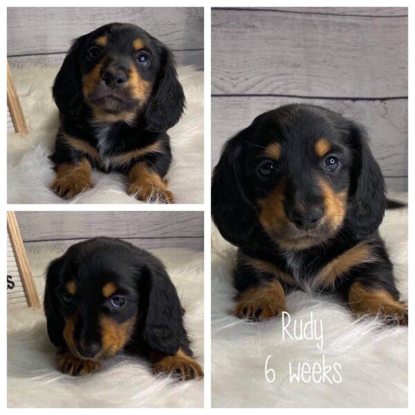 IMG_0213 Rudy (M) 6 Weeks - Available