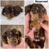 Lilo (F) Ready Next Month - Reserved