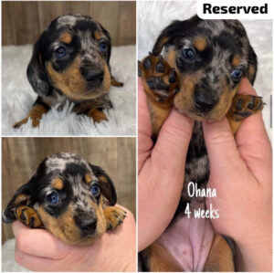 Ohana (F) Ready Next Month - Reserved