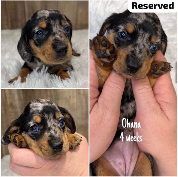 IMG_0218 Ohana (F) Ready Next Month - Reserved