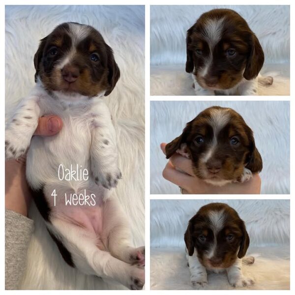 Oaklie (M) Ready Next Month - Available