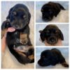Otis (M) Ready Next Month - Reserved