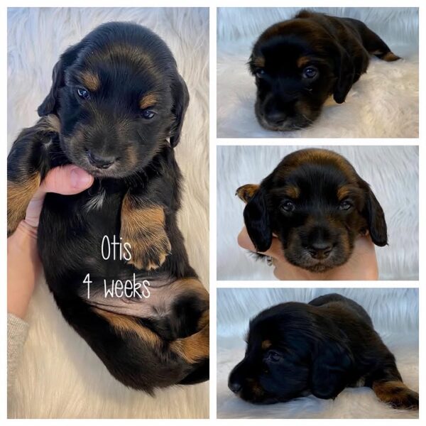 Otis (M) Ready Next Month - Reserved