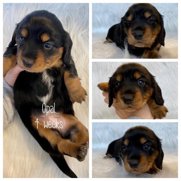 Opal (M) Ready Next Month - Available