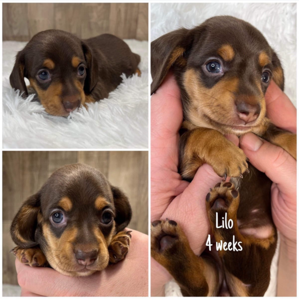 Lilo (F) Ready Next Month - Available