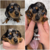 Ohana (F) Ready Next Month - Available
