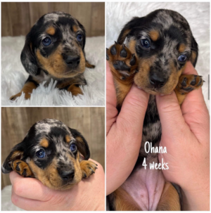 Ohana (F) Ready Next Month - Available